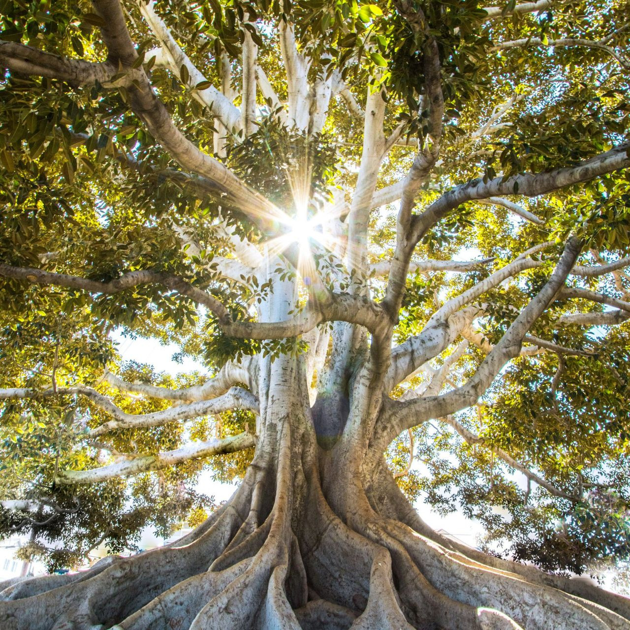 Médailles Arbre de vie